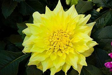 《DayZ》大型更新《霜线》公开  冰雪群岛登场